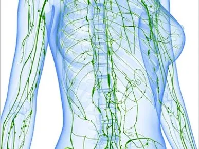 The lymphatic system